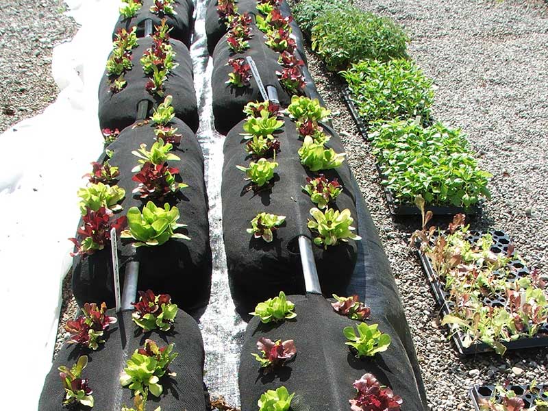 GardenSoxx® Kit - The Best Fabric Planter For Growing – GardenSoxx