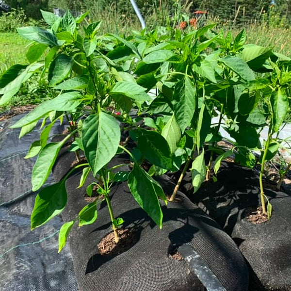 What You Can Grow