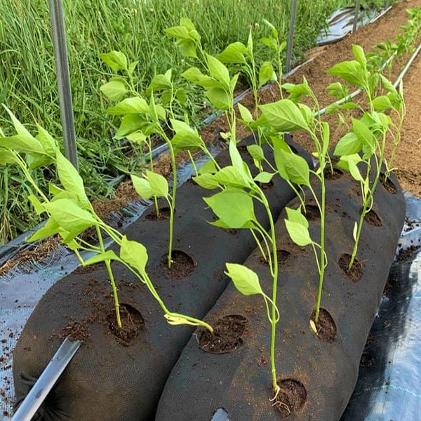 What You Can Grow