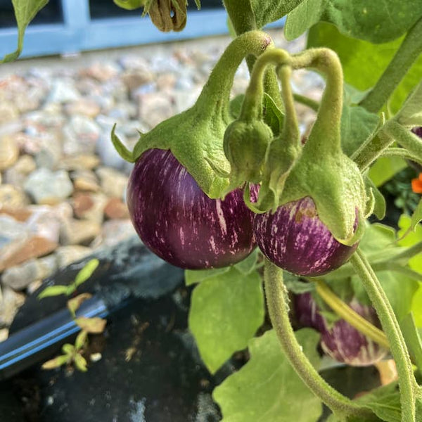 What You Can Grow