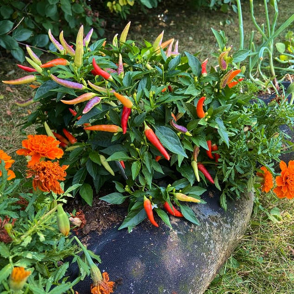 What You Can Grow